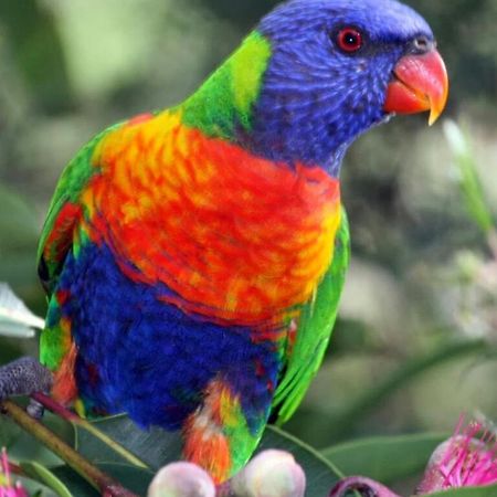 Cottage By The Bay, Pet Friendly Batemans Bay Exteriör bild